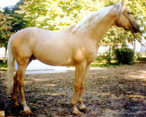 UCRAINIAN